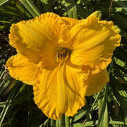 Sierra Gold Daylily from Oakes Daylilies