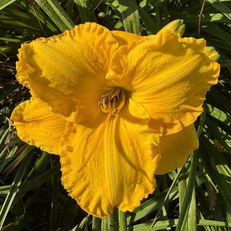 Sierra Gold Daylily from Oakes Daylilies