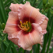 Siloam Angel Child Daylily from Oakes Daylilies