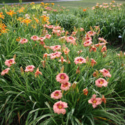 Siloam Angel Child Daylily from Oakes Daylilies