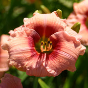 Siloam Angel Child Daylily from Oakes Daylilies