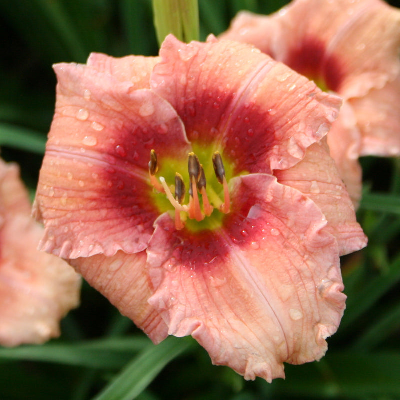 Siloam Angel Child Daylily from Oakes Daylilies