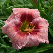 Siloam Angel Child Daylily from Oakes Daylilies