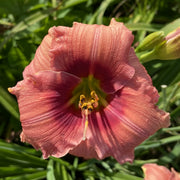 Siloam Angel Child Daylily from Oakes Daylilies