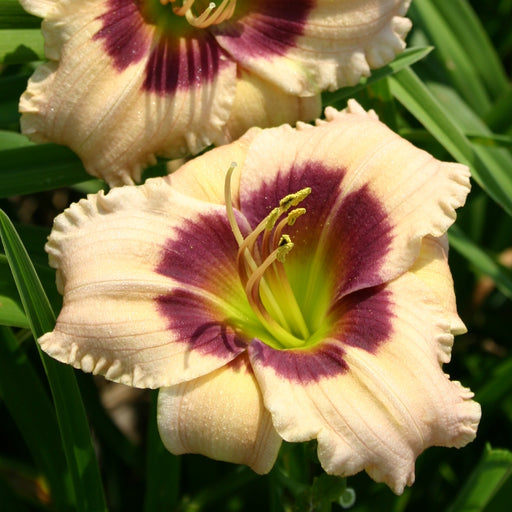 Siloam Bo Peep Daylily from Oakes Daylilies