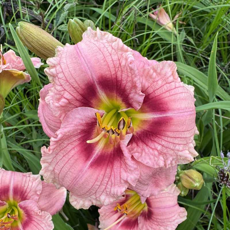 Siloam Bye Lo Daylily from Oakes Daylilies