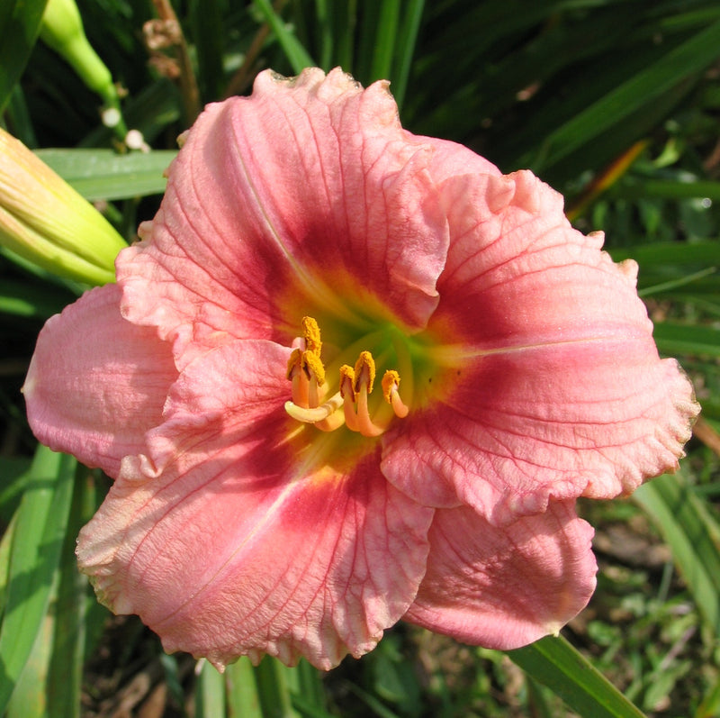 Siloam Bye Lo Daylily from Oakes Daylilies