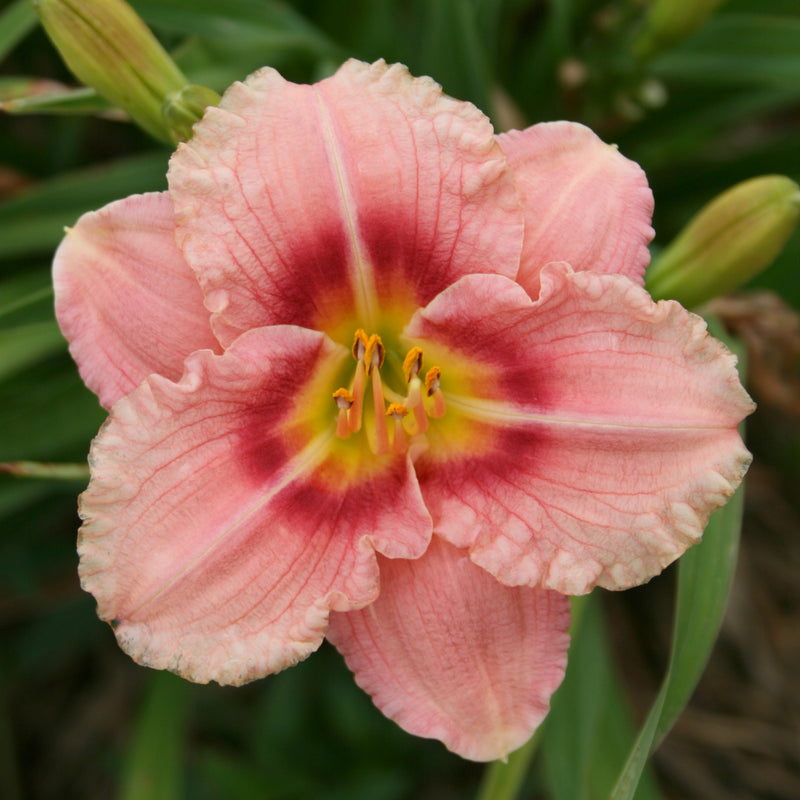Siloam Bye Lo Daylily from Oakes Daylilies