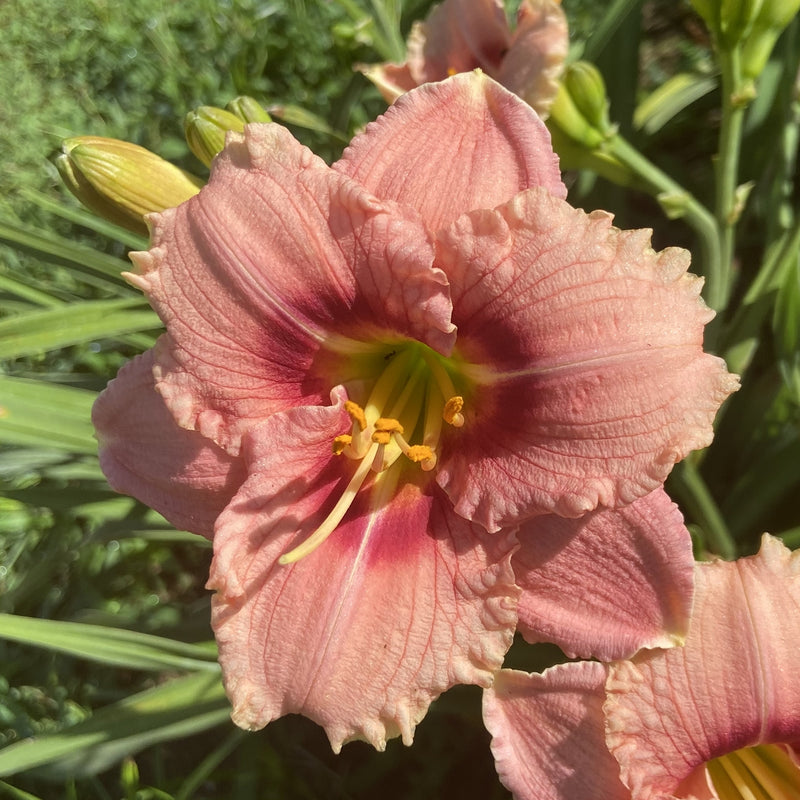 Siloam Bye Lo Daylily from Oakes Daylilies