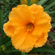 Siloam Gold Coin Daylily from Oakes Daylilies