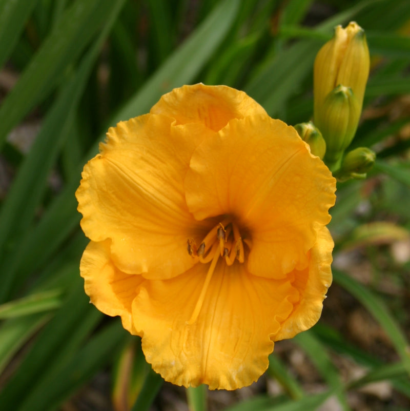 Siloam Gold Coin Daylily from Oakes Daylilies