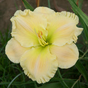 Siloam Goliath Daylily from Oakes Daylilies