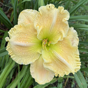 Siloam Goliath Daylily from Oakes Daylilies