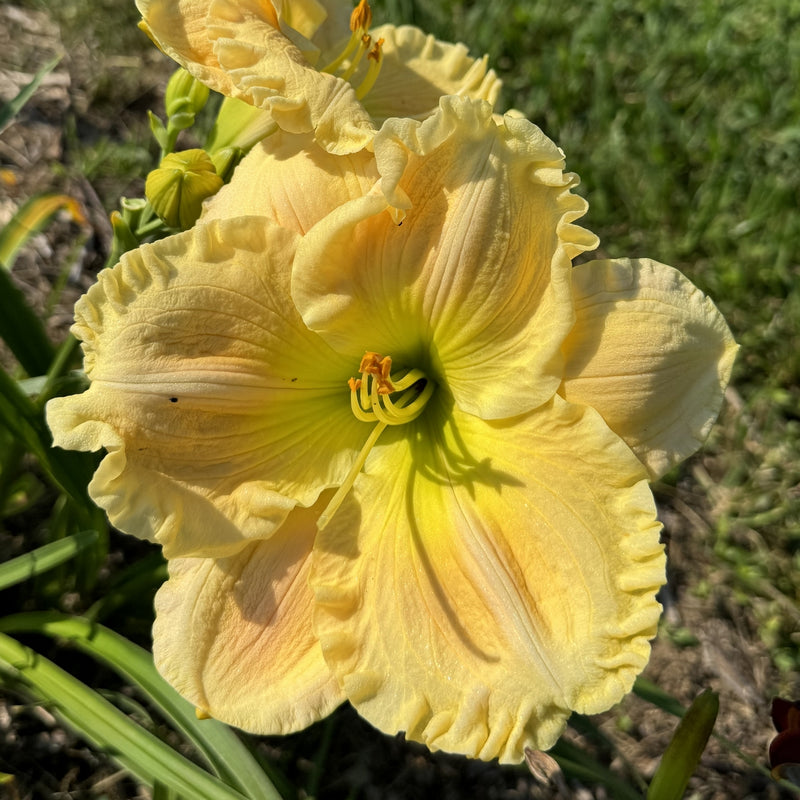Siloam Goliath Daylily from Oakes Daylilies