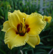 Siloam June Bug Daylily from Oakes Daylilies