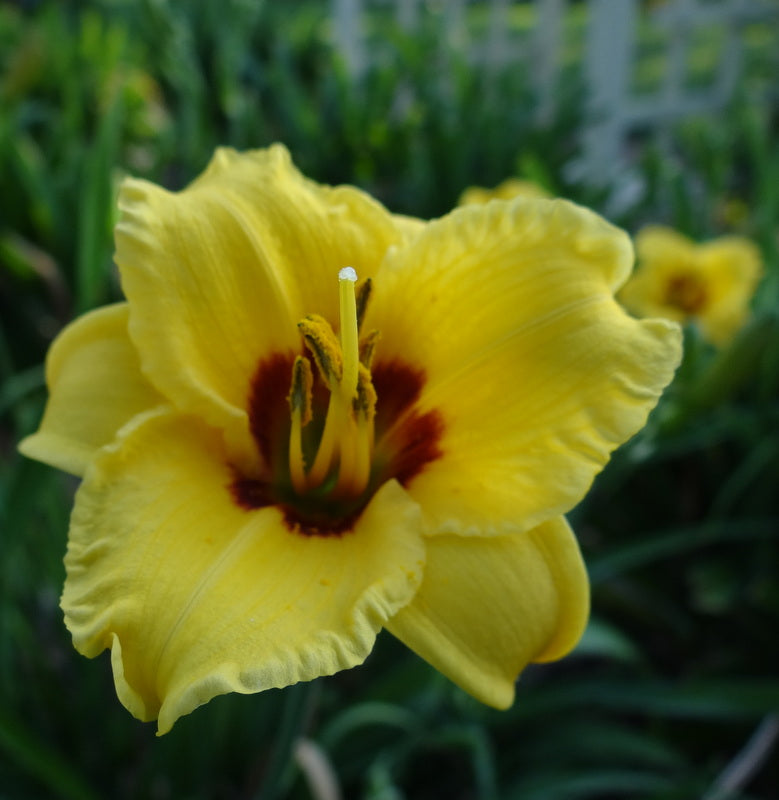 Siloam June Bug Daylily from Oakes Daylilies