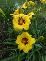Siloam June Bug Daylily from Oakes Daylilies