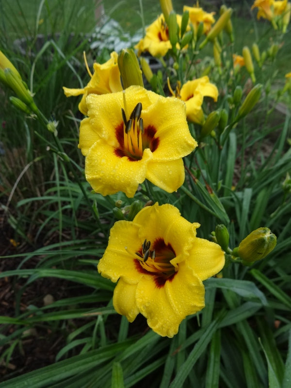 Siloam June Bug Daylily from Oakes Daylilies