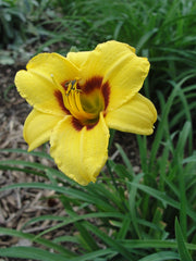 Siloam June Bug Daylily from Oakes Daylilies
