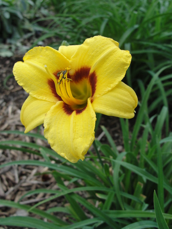 Siloam June Bug Daylily from Oakes Daylilies