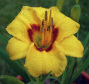 Siloam June Bug daylily from Oakes Daylilies