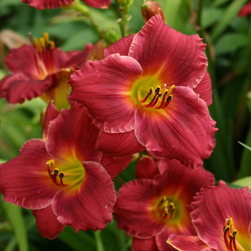 Siloam Red Ruby Daylily from Oakes Daylilies
