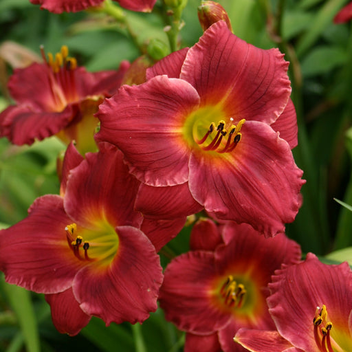 Siloam Red Ruby Daylily from Oakes Daylilies