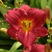 Siloam Red Ruby Daylily from Oakes Daylilies