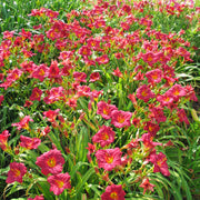 Siloam Red Ruby Daylily from Oakes Daylilies