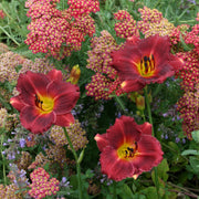 Siloam Red Ruby Daylily from Oakes Daylilies
