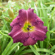 Siloam Royal Prince Daylily from Oakes Daylilies