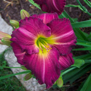 Siloam Royal Prince Daylily from Oakes Daylilies