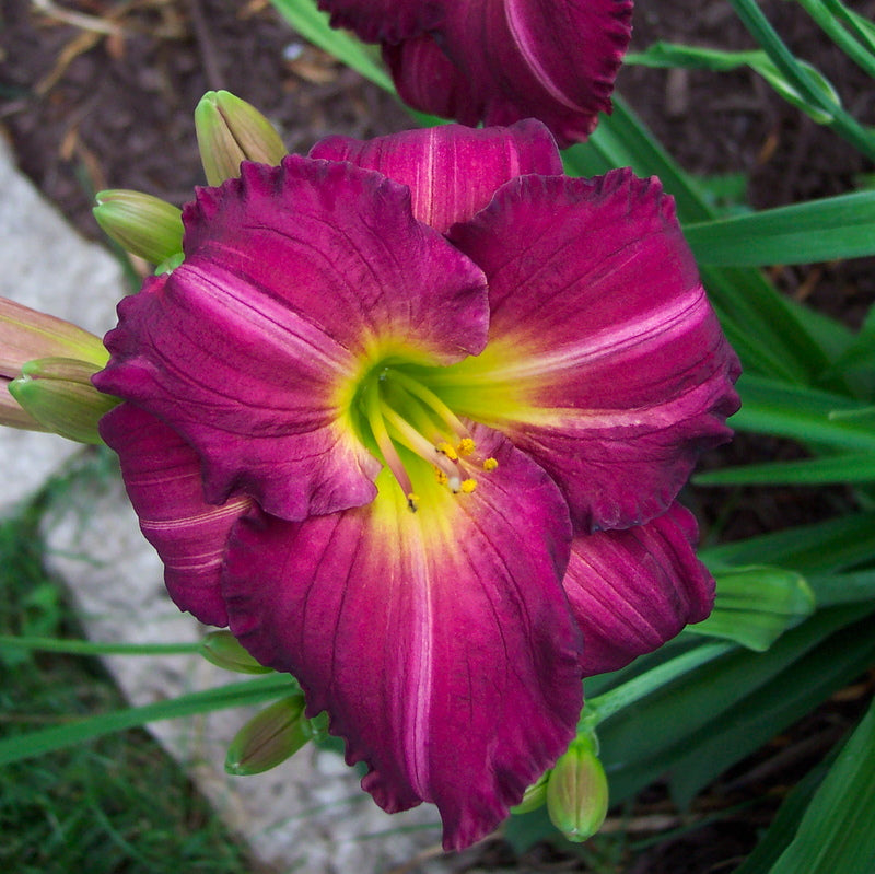 Siloam Royal Prince Daylily from Oakes Daylilies