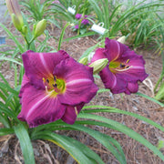 Siloam Royal Prince Daylily from Oakes Daylilies