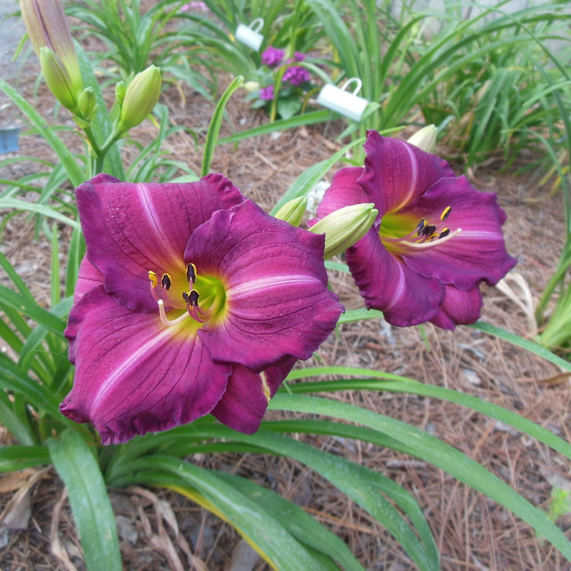 Siloam Royal Prince Daylily from Oakes Daylilies
