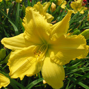 Siloam Space Age Daylily from Oakes Daylilies