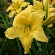 Siloam Space Age Daylily from Oakes Daylilies