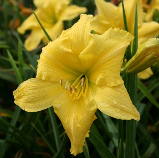 Siloam Space Age Daylily from Oakes Daylilies
