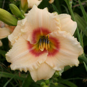 Siloam Virginia Henson Daylily from Oakes Daylilies