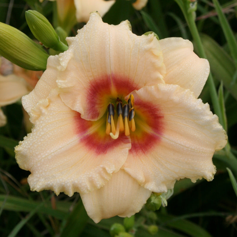 Siloam Virginia Henson Daylily from Oakes Daylilies