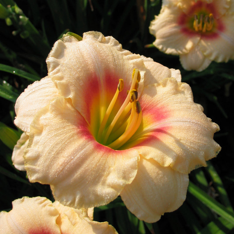 Siloam Virginia Henson Daylily from Oakes Daylilies