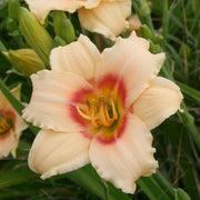 Siloam Virginia Henson Daylily from Oakes Daylilies