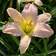 Silver Veil Daylily from Oakes Daylilies