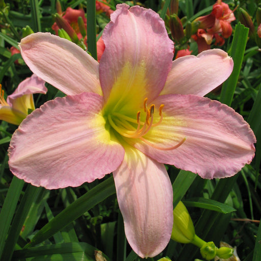 Silver Veil Daylily from Oakes Daylilies