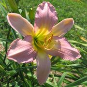 Silver Veil Daylily from Oakes Daylilies