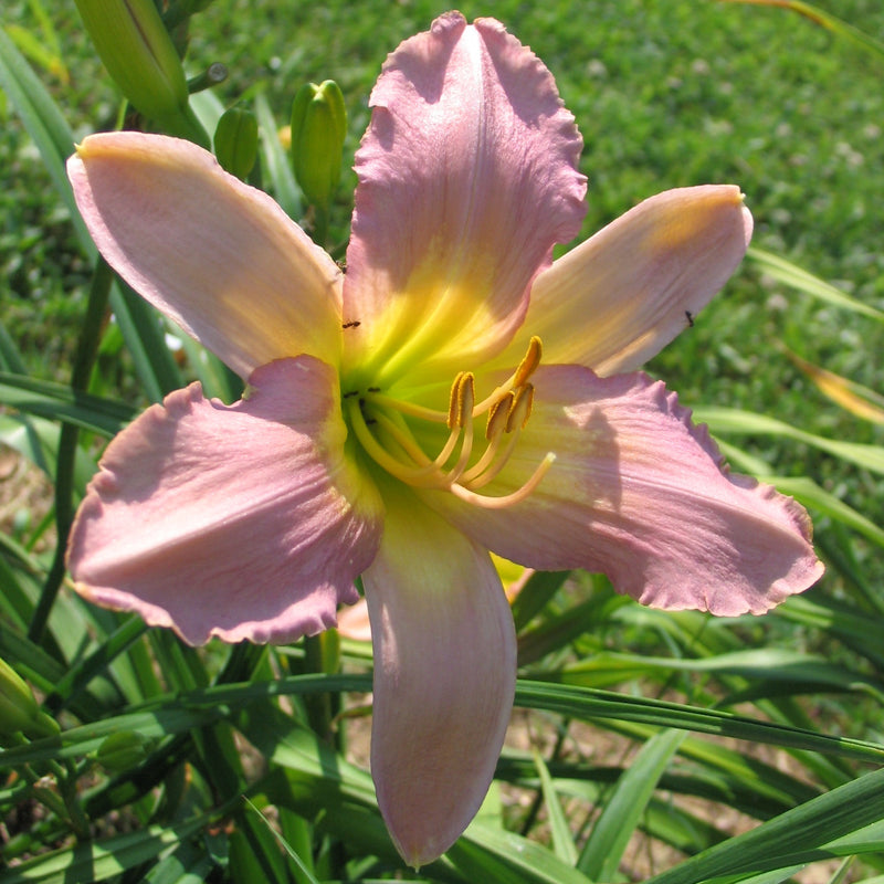 Silver Veil Daylily from Oakes Daylilies