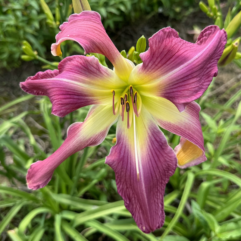 Simma Down Now Daylily from Oakes Daylilies