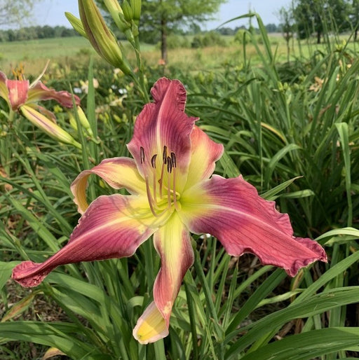 Simma Down Now Daylily from Oakes Daylilies