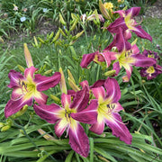 Simma Down Now Daylily from Oakes Daylilies