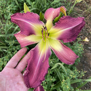 Simma Down Now Daylily from Oakes Daylilies